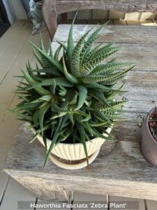Haworthia-Fasciata-Zebra-Plant