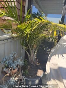 Kentia-Palm-Howea-forsteriana