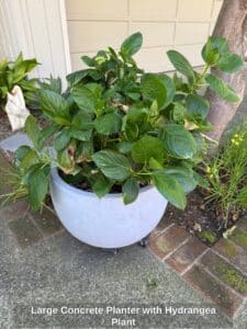 Large-Concrete-Planter-with-Hydrangea-Plant