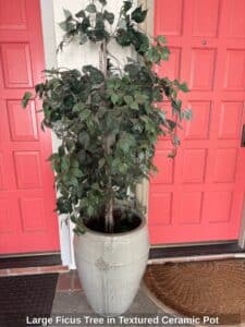Large-Ficus-Tree-in-Textured-Ceramic-Pot
