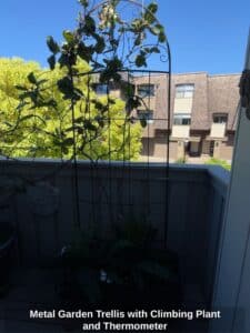 Metal-Garden-Trellis-with-Climbing-Plant-and-Thermometer