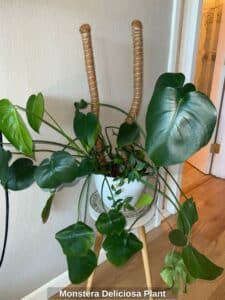 Monstera-Deliciosa-Plant