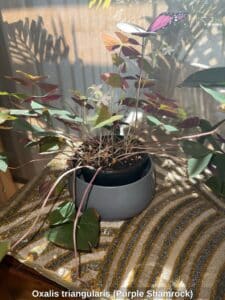 Oxalis-triangularis-Purple-Shamrock