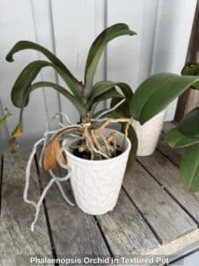 Phalaenopsis-Orchid-in-Textured-Pot