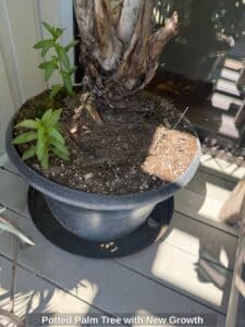 Potted-Palm-Tree-with-New-Growth