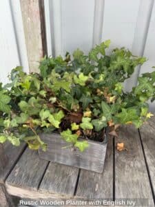 Rustic-Wooden-Planter-with-English-Ivy