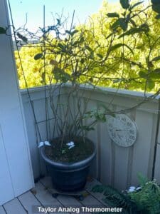 Taylor-Analog-Thermometer