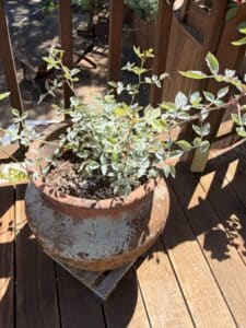Aged-Terracotta-Planter-with-Abelia-x-grandiflora-Mucho-Gusto