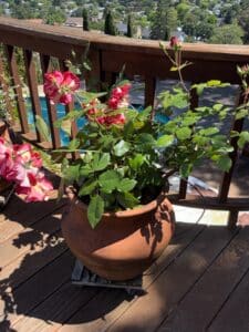 Bi-Color-Rose-Bush-in-Terracotta-Planter