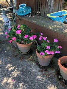 Geranium-Americana-Pink-Plants-in-Terracotta-Pots