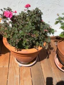 Geranium-Plant-in-Terracotta-Pot