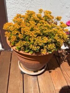 Kalanchoe-Desert-Rose-in-Terracotta-Pot
