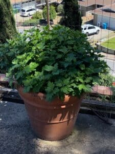 Large-Terracotta-Planter-Pot-with-Mum-Plant