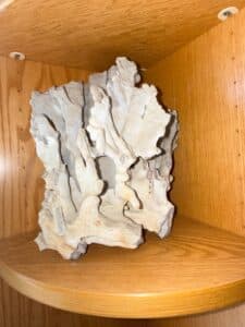 Natural-Gorgonian-Coral-Specimen