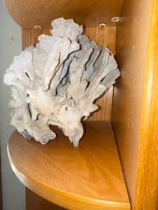 Natural-Gorgonian-Coral-Specimen-second-image
