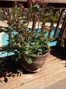 Potted-Rose-Bush-Easy-Does-It-Variety