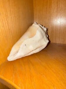 Queen-Conch-Shell