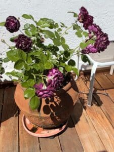 Rosa-Ebb-Tide-Rose-Bush-in-Terracotta-Pot