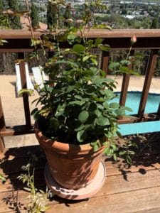 Rose-Bush-in-Terracotta-Pot