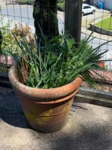 Terracotta-Planter-Pot-2