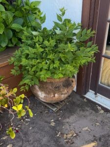 Terracotta-Planter-Pot-on-Wooden-Dolly