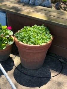 Terracotta-Planter-with-Geraniums