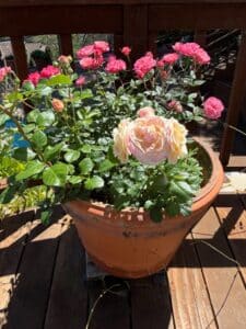 Terracotta-Planter-with-Life-of-the-Party-Rose-Bush