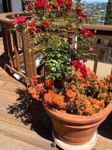 Terracotta-Planter-with-Red-Roses-and-Kalanchoe
