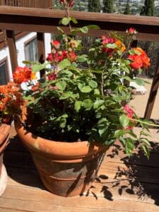 Terracotta-Rose-Planter-with-Pinata-Climbing-Rose