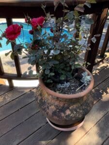 Terracotta-Rose-Planter-with-Red-Roses-and-Succulent