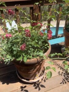 Terracotta-Rose-Pot-with-Red-Roses