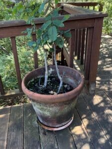 Terracotta-Rose-Pot-with-Rose-Bush