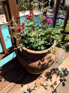 Terracotta-Rose-Pot-with-Rose-Bush-B