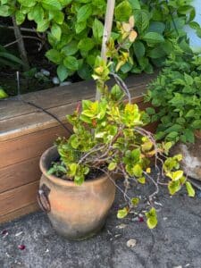 Terracotta-Urn-Planter-with-Ring-Handles
