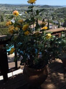 Yellow-Climbing-Rose-in-Terracotta-Pot-Sparkle-and-Shine-or-Walking-on-Sunshine