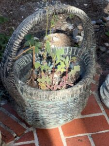 Campania-International-Provencal-Basket-Planter
