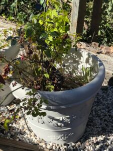 Decorative-Garden-Planter-Pot