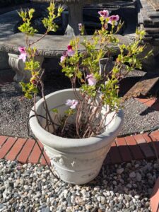 Geranium-Plant-in-Embossed-Decorative-Pot