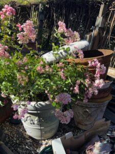 Large-Decorative-Garden-Planters-with-Pink-Roses