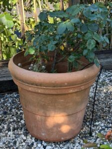 Large-Italian-Terracotta-Pot-with-Rose-Bush