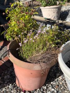 Terracotta-Planter-with-Rose-Bush-and-Calamintha-Nepeta