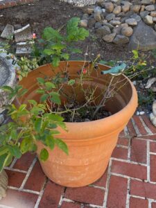 Terracotta-Rose-Planter-with-Bird-Ornament