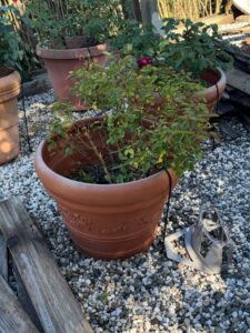 Terracotta-Rose-Planter-with-Decorative-Embossing