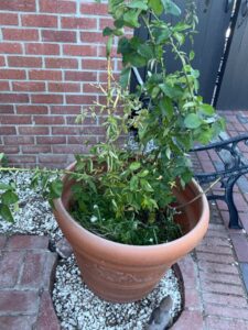 Terracotta-Rose-Planter-with-Rose-Bush