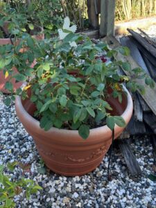 Terracotta-Rose-Planter-with-Vine-Motif