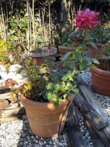 Terracotta-Rose-Pot-with-Pink-Rose
