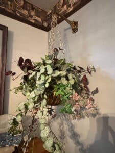Artificial-Variegated-String-of-Hearts-Hanging-Plant-Arrangement