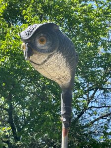 IMG_2519