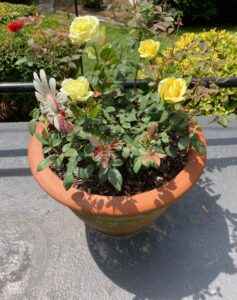 IMG_8063-1