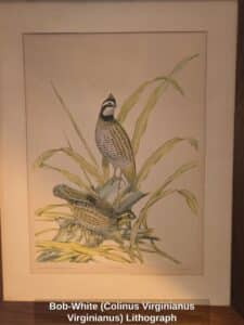 Bob-White-Colinus-Virginianus-Virginianus-Lithograph